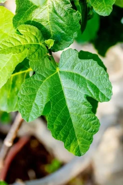 Ficus carica (Vijg) op stam 170cm
