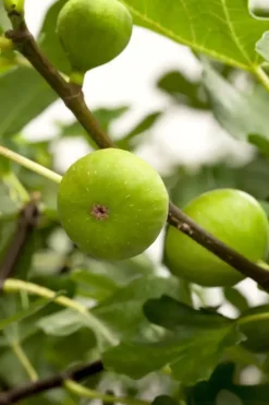 Ficus carica (Vijg) op stam 170cm