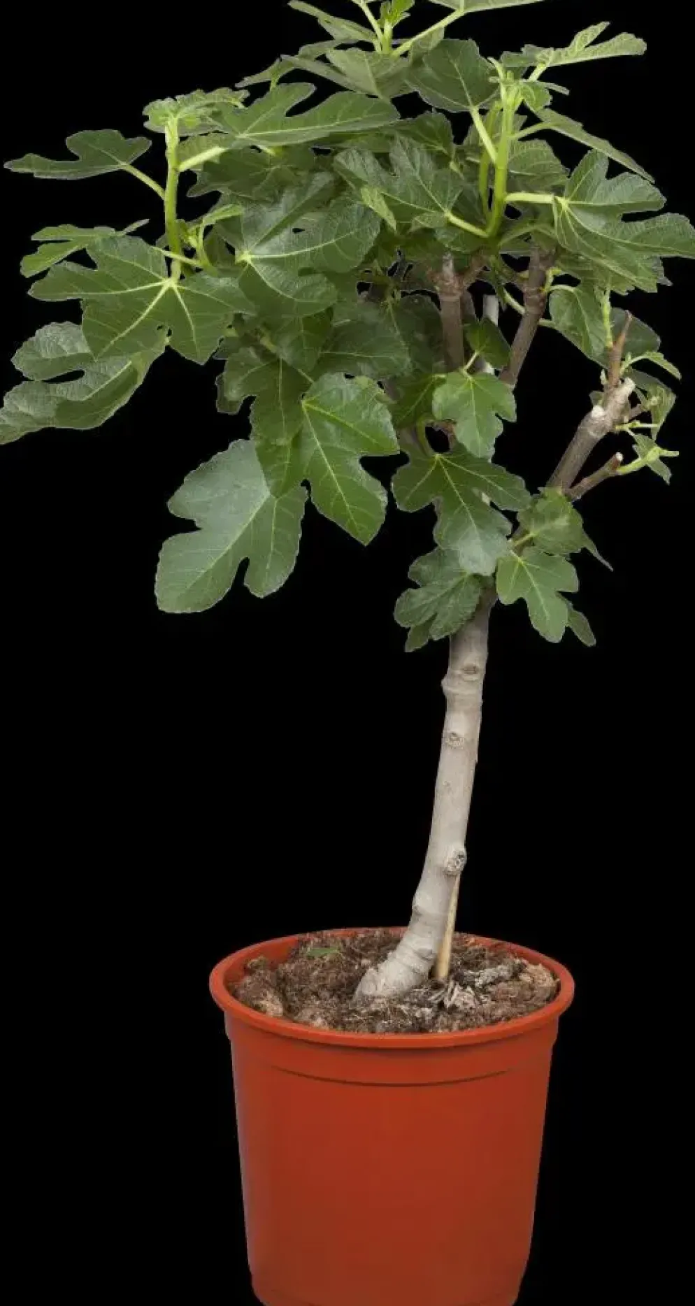 Ficus carica (Vijg) op stam 170cm