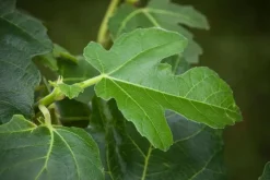 Ficus carica (Vijg) op stam 170cm