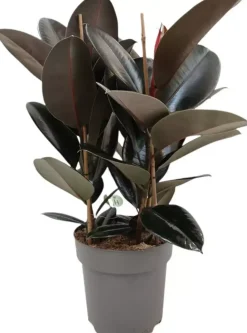 Ficus elastica 'Abidjan' (Rubberplant) 80cm