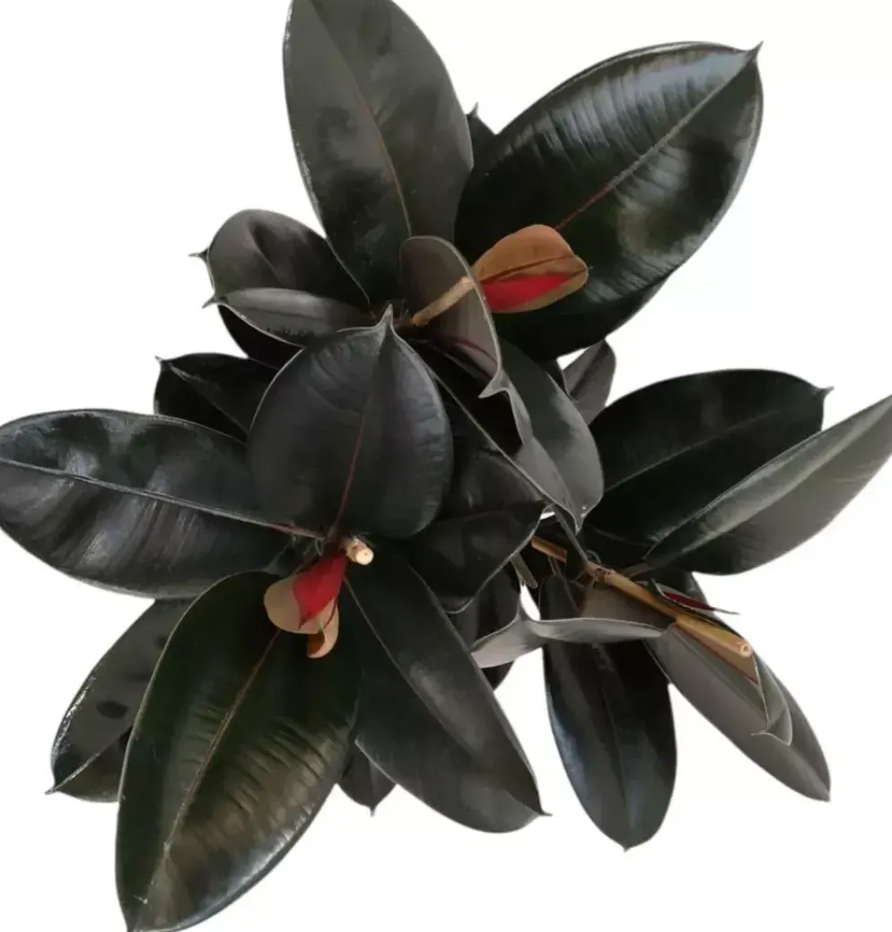 Ficus elastica 'Abidjan' (Rubberplant) 80cm