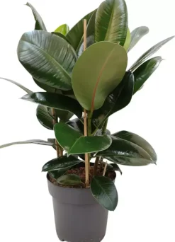 Ficus elastica 'Robusta' (Rubberplant) 80cm