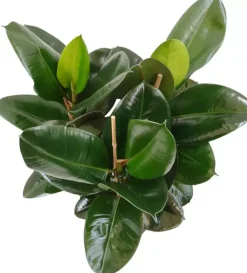 Ficus elastica 'Robusta' (Rubberplant) 80cm