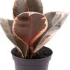 Ficus elastica 'Tineke' (Rubberplant) 15cm