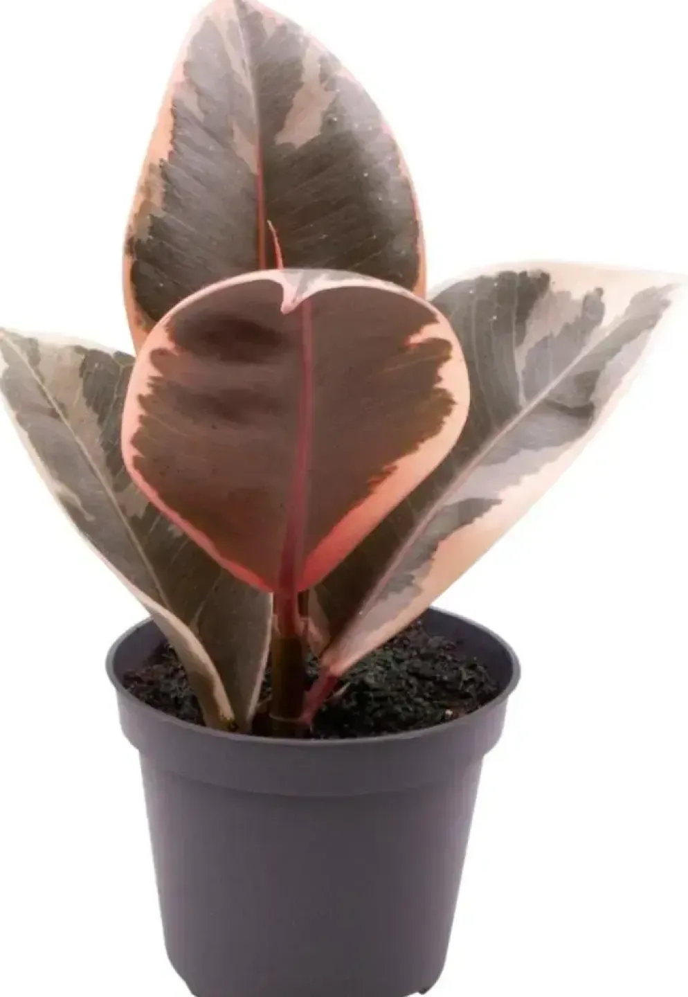 Ficus elastica 'Tineke' (Rubberplant) 15cm