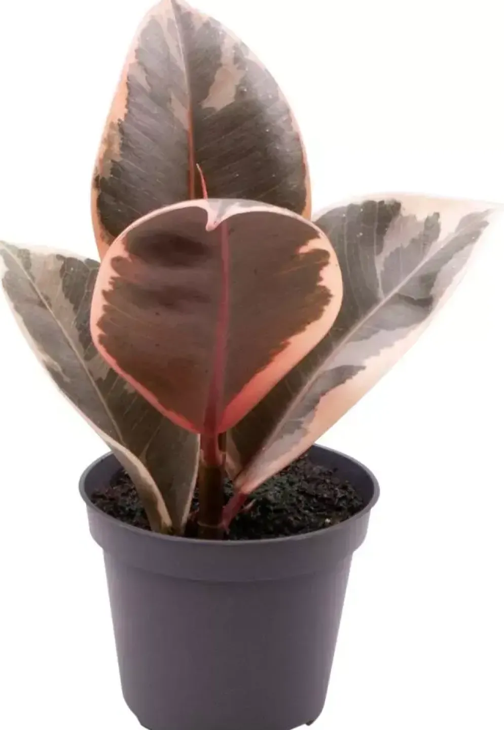 Ficus elastica 'Tineke' (Rubberplant) 15cm
