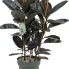 Ficus mandela (Rubberplant) 120cm