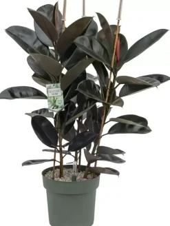 Ficus mandela (Rubberplant) 120cm