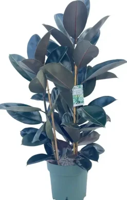 Ficus mandela (Rubberplant) 120cm