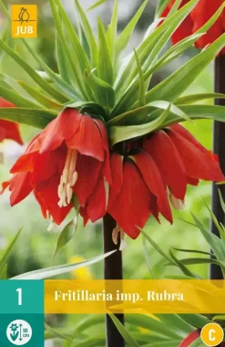 Fritillaria imp. Rubra 1 stuks