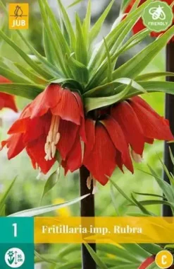 Fritillaria imp. Rubra 1 stuks