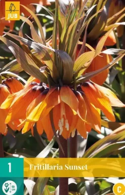 Fritillaria imp. sunset 1 bloembollen