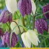 Fritillaria meleagris mix 15 stuks