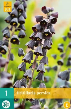 Fritillaria persica 1 stuks
