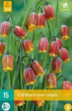 Fritillaria uva-vulpis 15 stuks