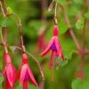 Fuchsia 'Riccartonii' (Fuchsia)