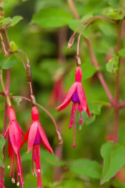 Fuchsia 'Riccartonii' (Fuchsia)