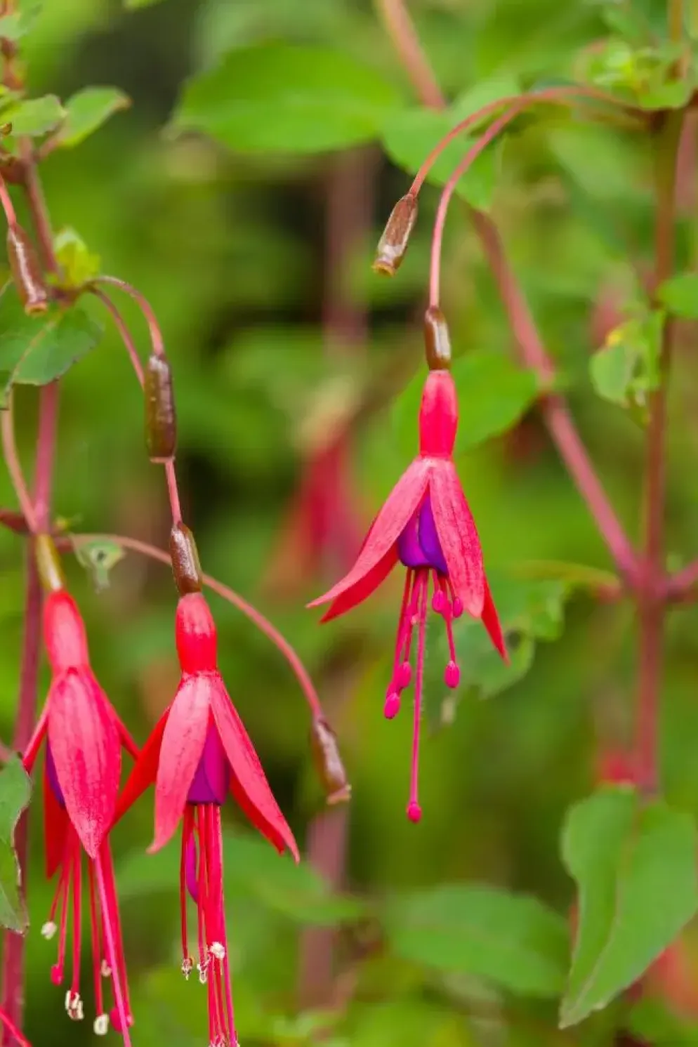 Fuchsia 'Riccartonii' (Fuchsia)