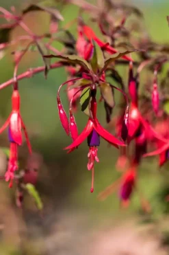 Fuchsia 'Riccartonii' (Fuchsia)