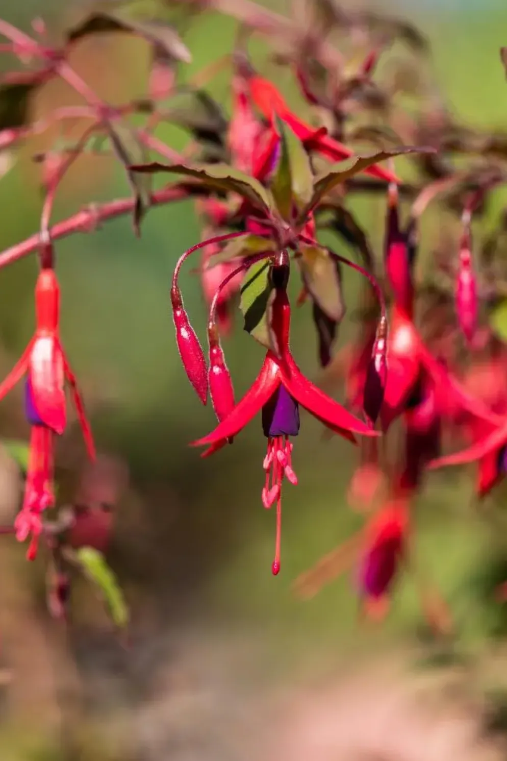 Fuchsia 'Riccartonii' (Fuchsia)
