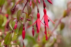 Fuchsia 'Riccartonii' (Fuchsia)