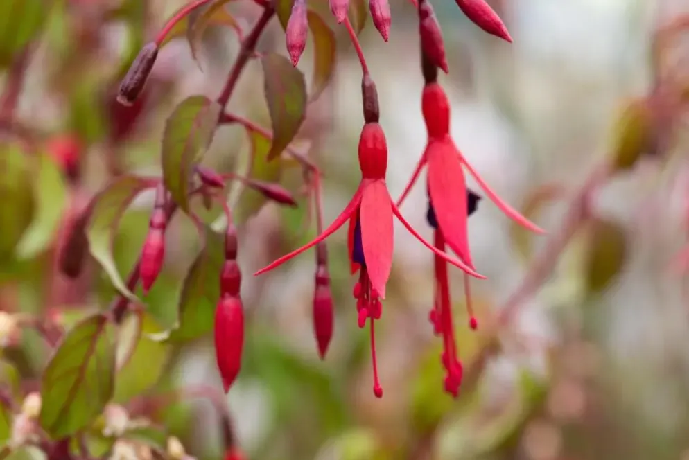 Fuchsia 'Riccartonii' (Fuchsia)