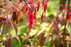 Fuchsia 'Riccartonii' (Fuchsia)