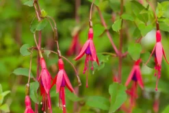 Fuchsia 'Riccartonii' (Fuchsia)