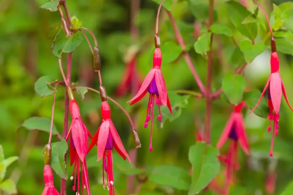 Fuchsia 'Riccartonii' (Fuchsia)