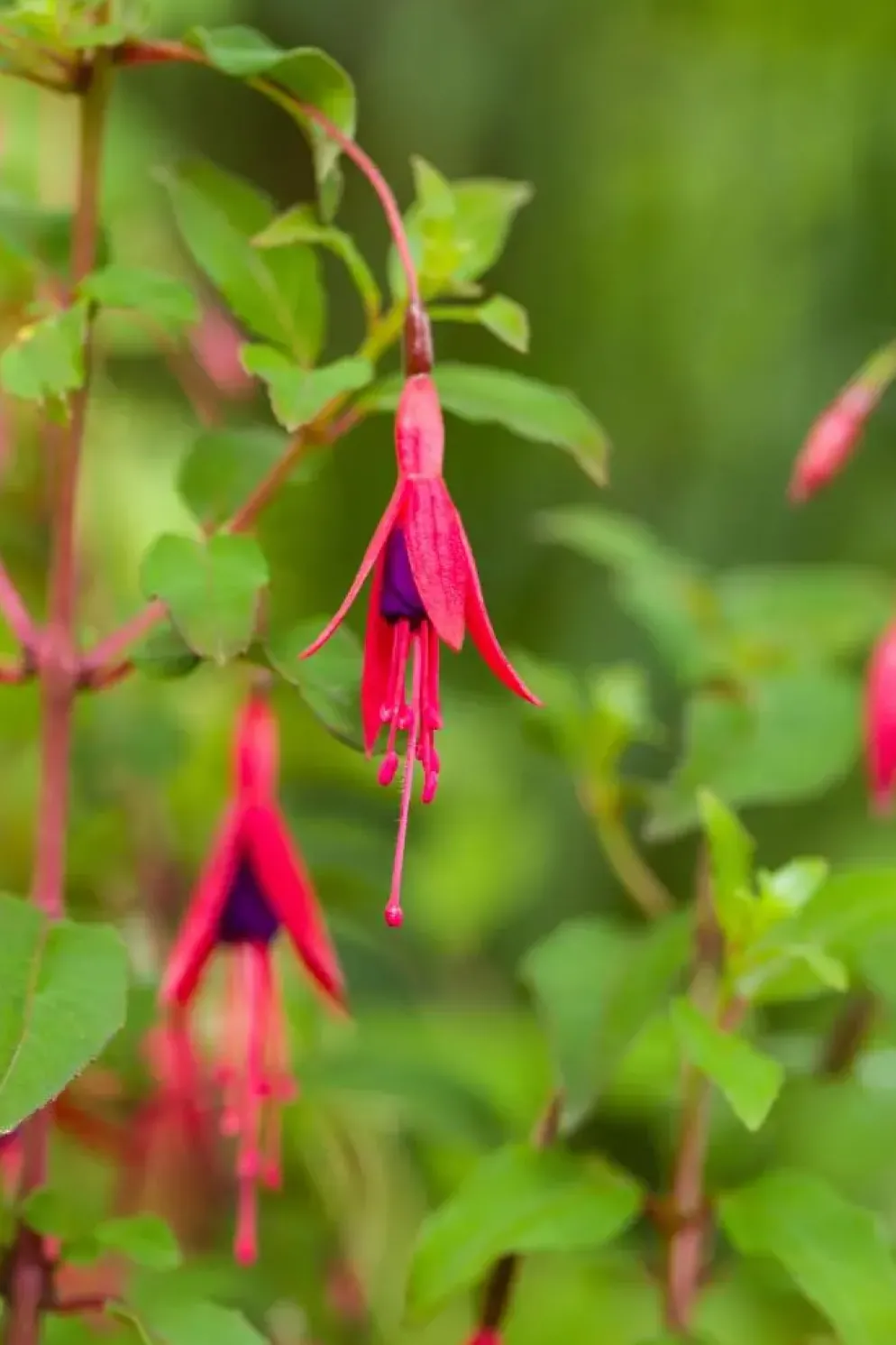 Fuchsia 'Riccartonii' (Fuchsia)