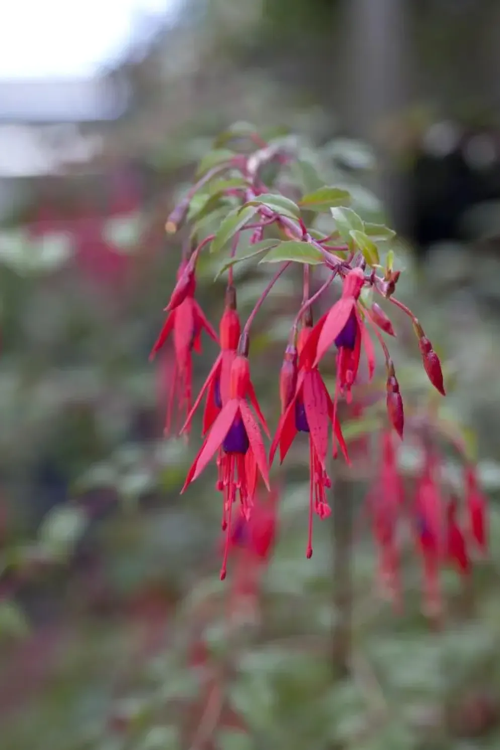 Fuchsia 'Riccartonii' (Fuchsia)