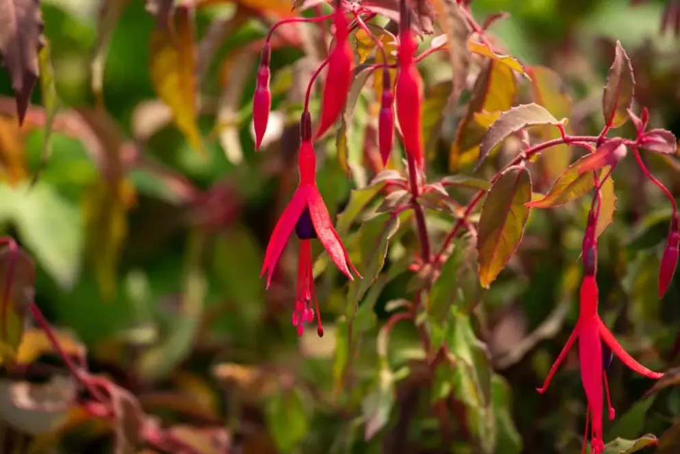 Fuchsia 'Riccartonii' (Fuchsia)