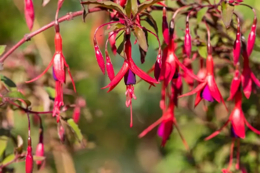Fuchsia 'Riccartonii' (Fuchsia)