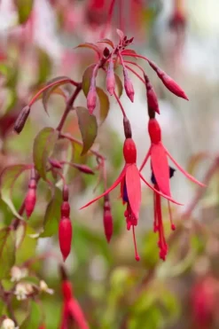Fuchsia 'Riccartonii' (Fuchsia)