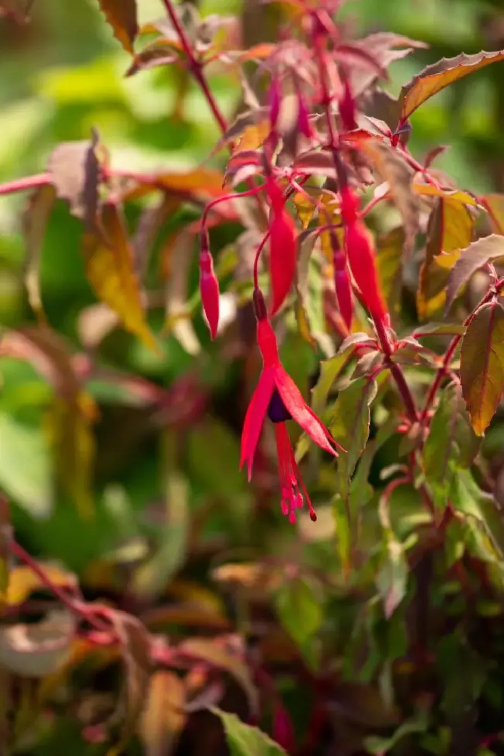 Fuchsia 'Riccartonii' (Fuchsia)