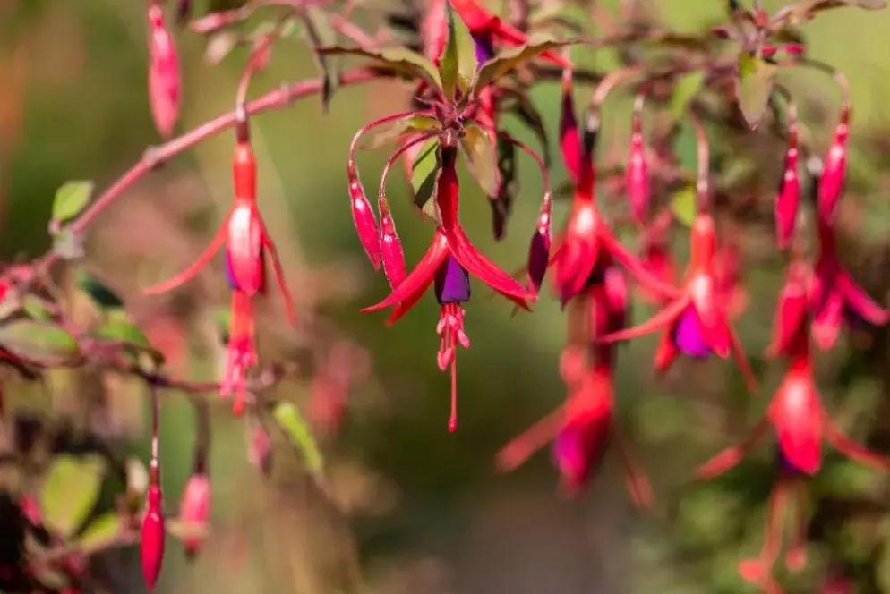 Fuchsia 'Riccartonii' (Fuchsia)