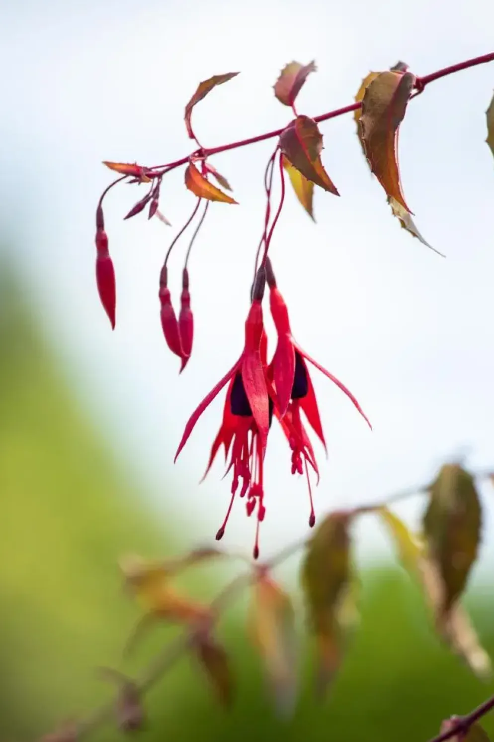 Fuchsia 'Riccartonii' (Fuchsia)