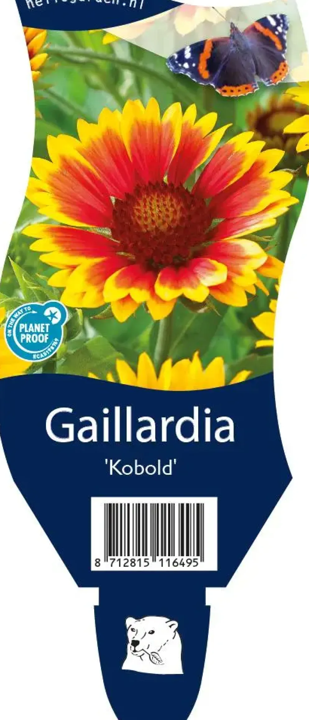 Gaillardia (Kokardebloem)