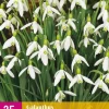 Galanthus elwesii 25 sneeuwklokjes
