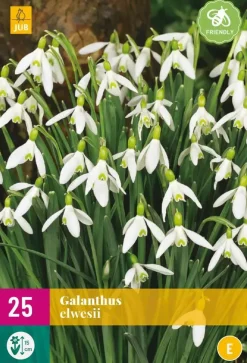 Galanthus elwesii 25 sneeuwklokjes