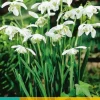 Galanthus Flore Pleno 7 sneeuwklokjes