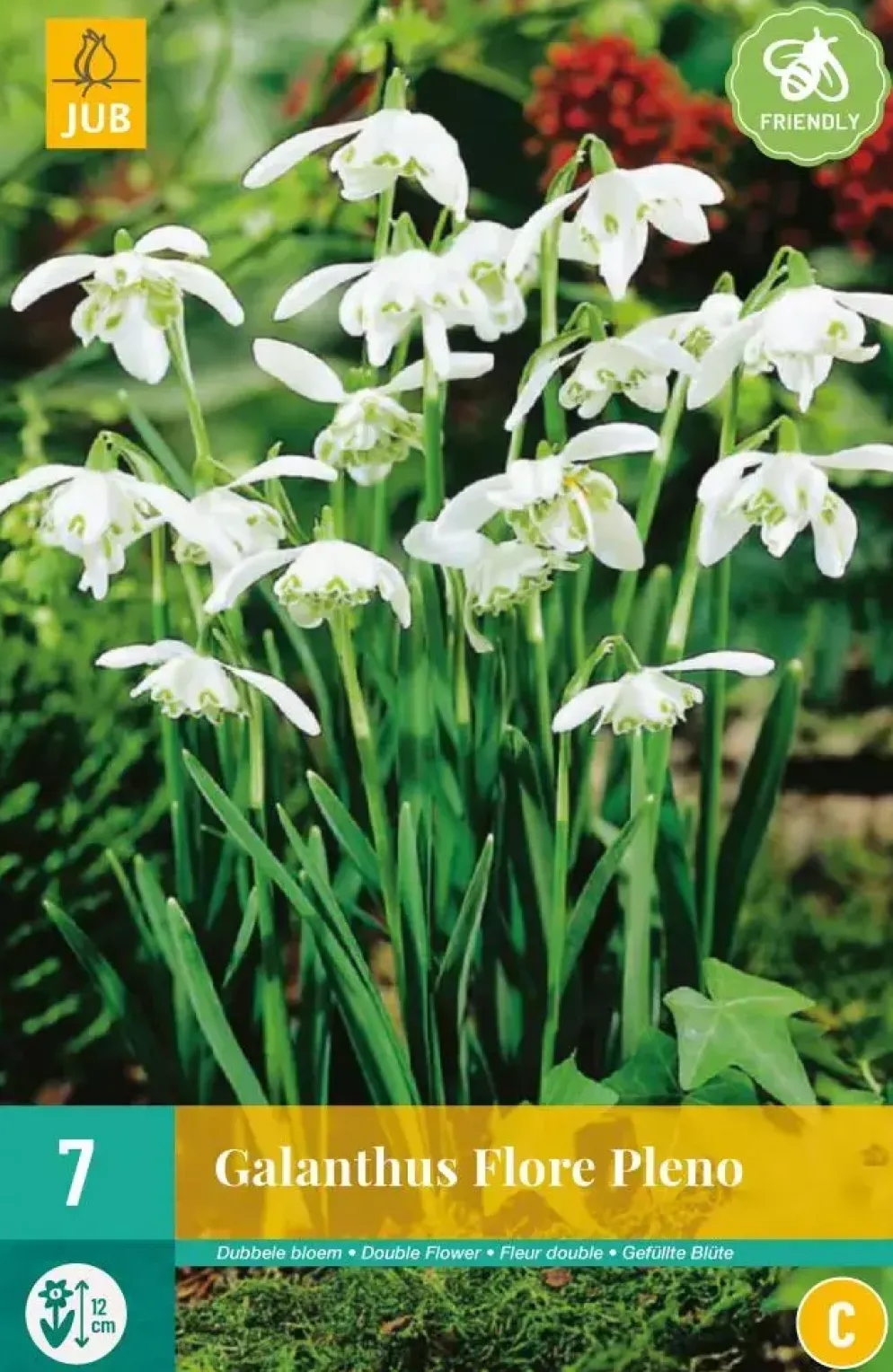 Galanthus Flore Pleno 7 sneeuwklokjes