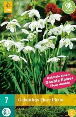 Galanthus Flore Pleno 7 sneeuwklokjes