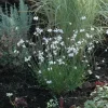 Gaura (Prachtkaars)