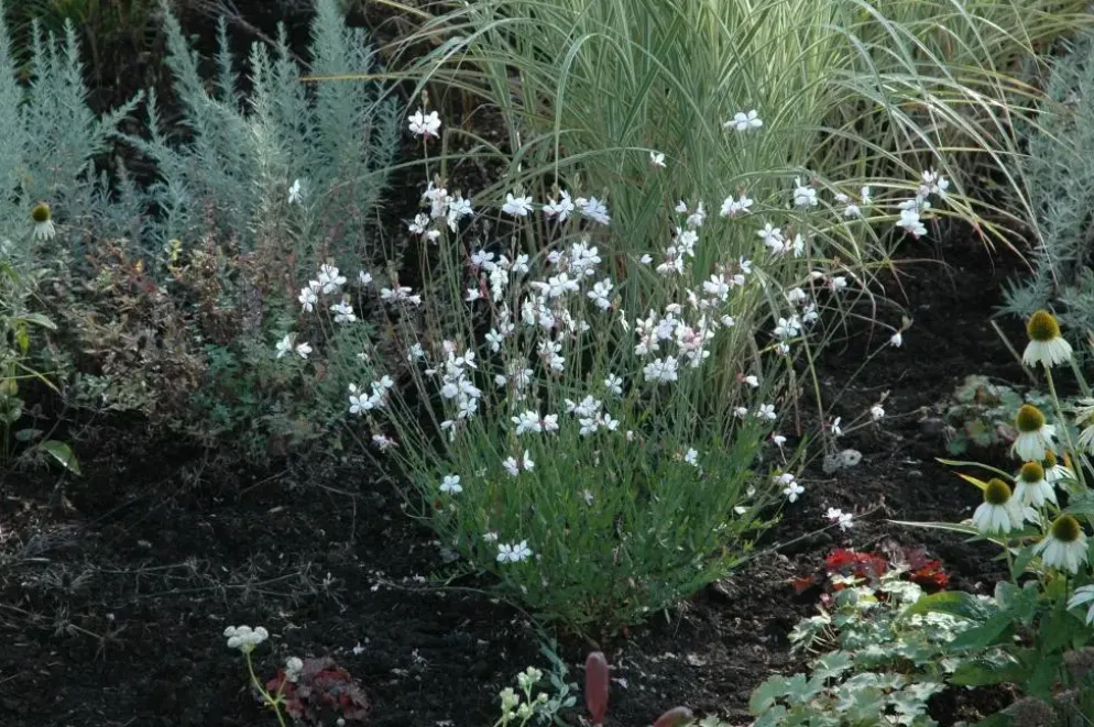 Gaura (Prachtkaars)