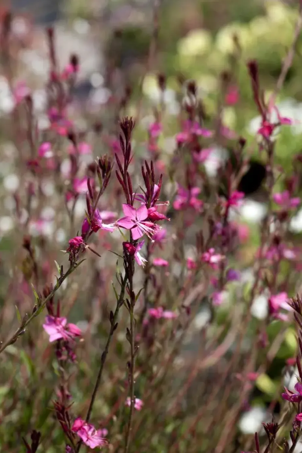 Gaura (Prachtkaars)