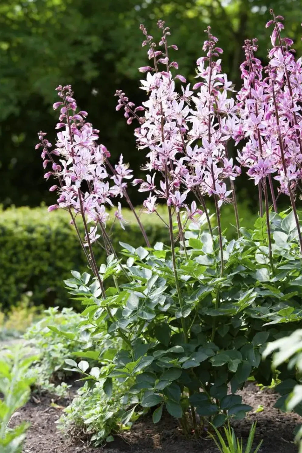 Gaura (Prachtkaars)