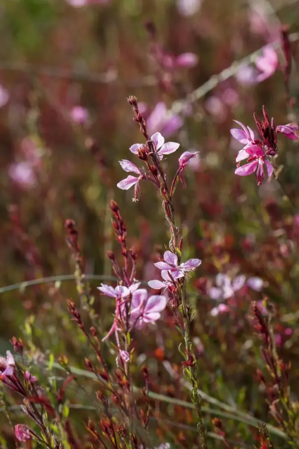 Gaura (Prachtkaars)