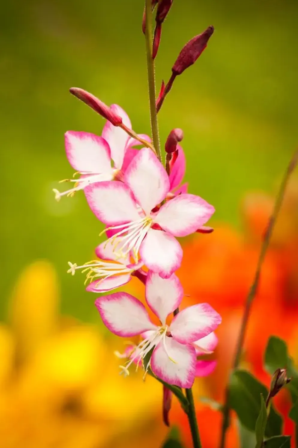 Gaura (Prachtkaars)